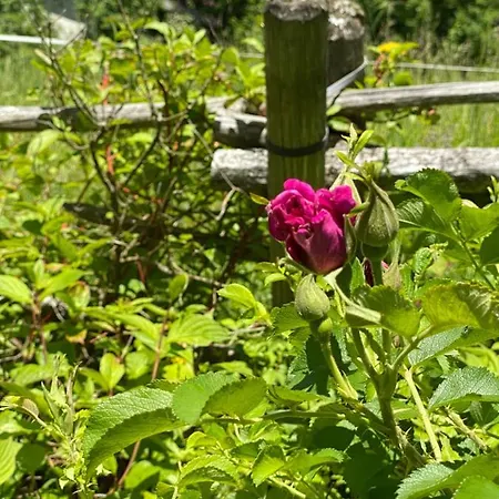 Homestay Kurzzeitdomizil In